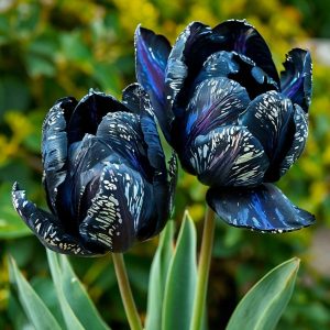 Тюльпан Блю Фог купить по цене от 500р. в интернет-магазине «Посадика» с доставкой почтой в в Куртамыше и по всей России – [изображение №1].