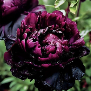 Пион Темный Сад купить по цене от 421р. в интернет-магазине «Посадика» с доставкой почтой в в Куртамыше и по всей России – [изображение №1].