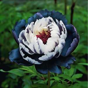 Пион Древовидный Инь-Янь купить по цене от 419р. в интернет-магазине «Посадика» с доставкой почтой в в Куртамыше и по всей России – [изображение №1].