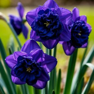 Нарцисс Арт Нуво купить по цене от 378р. в интернет-магазине «Посадика» с доставкой почтой в в Куртамыше и по всей России – [изображение №1].