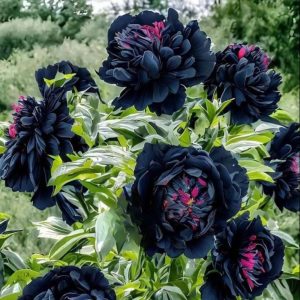 Пион древовидный Сердце Афродиты купить по цене от 600р. в интернет-магазине «Посадика» с доставкой почтой в в Куртамыше и по всей России – [изображение №1].