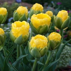 Тюльпан махровый Ванила Коп купить по цене от 159р. в интернет-магазине «Посадика» с доставкой почтой в в Куртамыше и по всей России – [изображение №1].