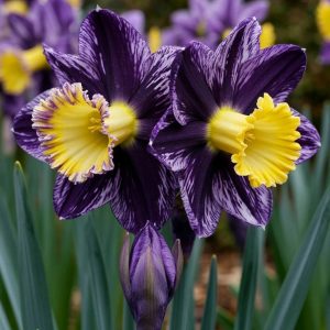 Нарцисс Акропоис купить по цене от 382р. в интернет-магазине «Посадика» с доставкой почтой в в Куртамыше и по всей России – [изображение №1].