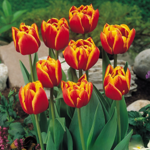 Тюльпан Блэк Фаер купить по цене от 275р. в интернет-магазине «Посадика» с доставкой почтой в в Куртамыше и по всей России – [изображение №1].