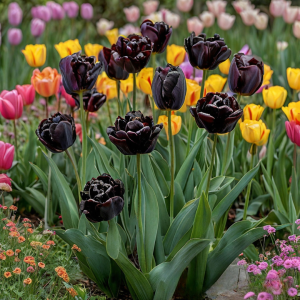 Тюльпан махровый Рейдинс Дарк купить по цене от 230р. в интернет-магазине «Посадика» с доставкой почтой в в Куртамыше и по всей России – [изображение №1].
