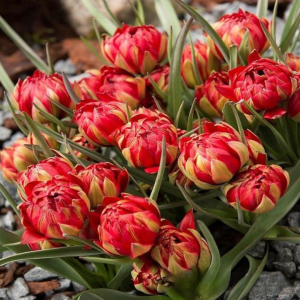 Тюльпан Ап Пинк купить по цене от 390р. в интернет-магазине «Посадика» с доставкой почтой в в Куртамыше и по всей России – [изображение №1].