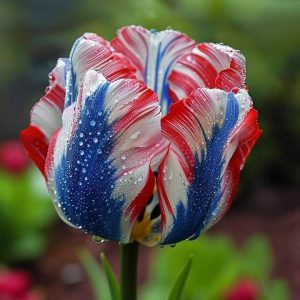 Тюльпан Ремс Сенсейшн купить по цене от 219р. в интернет-магазине «Посадика» с доставкой почтой в в Куртамыше и по всей России – [изображение №1].