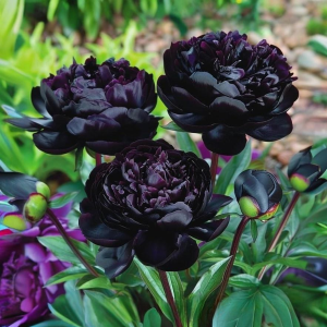 Пион Королевский Бархат купить по цене от 419р. в интернет-магазине «Посадика» с доставкой почтой в в Куртамыше и по всей России – [изображение №1].