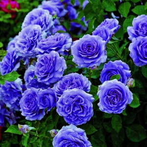 Роза Блю Мун купить по цене от 450р. в интернет-магазине «Посадика» с доставкой почтой в в Куртамыше и по всей России – [изображение №1].