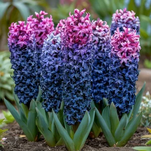 Гиацинт Блю Спринг купить по цене от 2099р. в интернет-магазине «Посадика» с доставкой почтой в в Куртамыше и по всей России – [изображение №1].