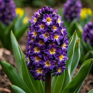 Гиацинт Вельвет Колор купить по цене от 2099р. в интернет-магазине «Посадика» с доставкой почтой в в Куртамыше и по всей России – [изображение №1].