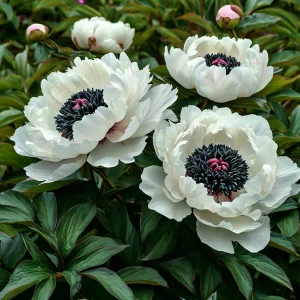 Пион Инк Эн купить по цене от 429р. в интернет-магазине «Посадика» с доставкой почтой в в Куртамыше и по всей России – [изображение №1].