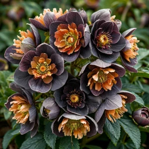 Морозник Блум Айс купить по цене от 499р. в интернет-магазине «Посадика» с доставкой почтой в в Куртамыше и по всей России – [изображение №1].