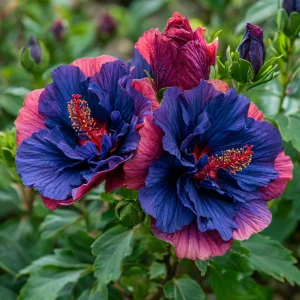 Гибискус Роуз Шайн купить по цене от 360р. в интернет-магазине «Посадика» с доставкой почтой в в Куртамыше и по всей России – [изображение №1].