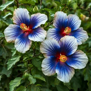 Гибискус Илюжн Вилью купить по цене от 259р. в интернет-магазине «Посадика» с доставкой почтой в в Куртамыше и по всей России – [изображение №1].