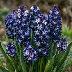 Гиацинт Блум Клауд купить по цене от 2099р. в интернет-магазине «Посадика» с доставкой почтой в в Куртамыше и по всей России – [изображение №1].