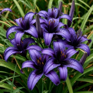 Лилейник Блю Айрис купить по цене от 324р. в интернет-магазине «Посадика» с доставкой почтой в в Куртамыше и по всей России – [изображение №1].