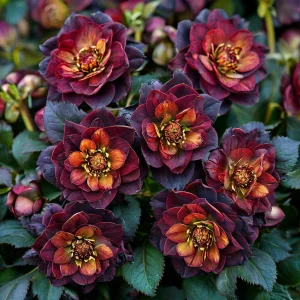 Морозник Сноу Дроп купить по цене от 348р. в интернет-магазине «Посадика» с доставкой почтой в в Куртамыше и по всей России – [изображение №1].