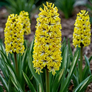 Гиацинт Сансет Голд купить по цене от 2099р. в интернет-магазине «Посадика» с доставкой почтой в в Куртамыше и по всей России – [изображение №1].