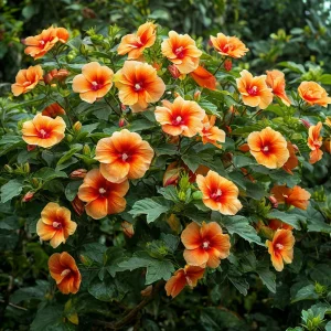 Гибискус Кристал Рэй купить по цене от 458р. в интернет-магазине «Посадика» с доставкой почтой в в Куртамыше и по всей России – [изображение №1].