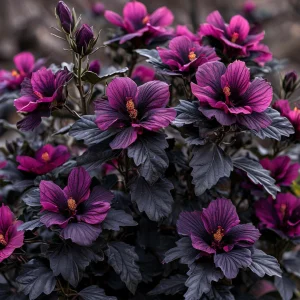 Гибискус Корал Чарм купить по цене от 271р. в интернет-магазине «Посадика» с доставкой почтой в в Куртамыше и по всей России – [изображение №1].