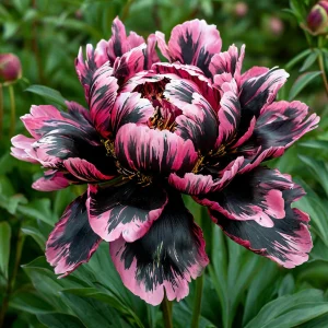 Пион Дроп Руби купить по цене от 469р. в интернет-магазине «Посадика» с доставкой почтой в в Куртамыше и по всей России – [изображение №1].