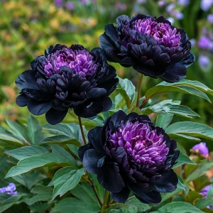 Пион Свэнс Даун купить по цене от 610р. в интернет-магазине «Посадика» с доставкой почтой в в Куртамыше и по всей России – [изображение №1].