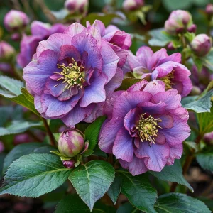 Морозник Айс Принцесс Чарм купить по цене от 650р. в интернет-магазине «Посадика» с доставкой почтой в в Куртамыше и по всей России – [изображение №1].