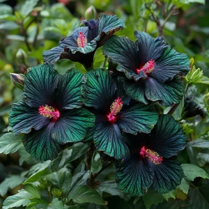 Гибискус Пикок Плюм купить по цене от 490р. в интернет-магазине «Посадика» с доставкой почтой в в Куртамыше и по всей России – [изображение №1].