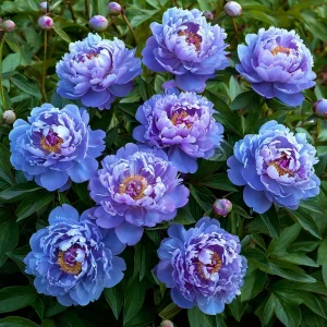 Пион Голубой лотос купить по цене от 590р. в интернет-магазине «Посадика» с доставкой почтой в в Куртамыше и по всей России – [изображение №1].