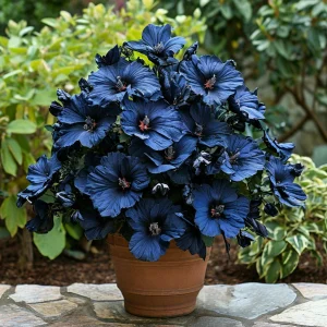 Гибискус Селестиал Флейм купить по цене от 326р. в интернет-магазине «Посадика» с доставкой почтой в в Куртамыше и по всей России – [изображение №1].