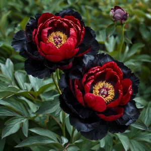 Пион Эбеновый Рубин купить по цене от 419р. в интернет-магазине «Посадика» с доставкой почтой в в Куртамыше и по всей России – [изображение №1].