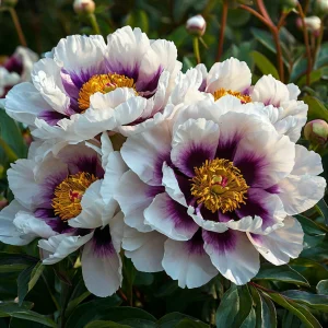 Пион Эко Саммер купить по цене от 548р. в интернет-магазине «Посадика» с доставкой почтой в в Куртамыше и по всей России – [изображение №1].