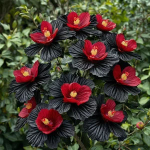 Гибискус Ройял Афеа купить по цене от 460р. в интернет-магазине «Посадика» с доставкой почтой в в Куртамыше и по всей России – [изображение №1].