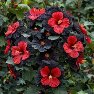 Гибискус Шиммеринг купить по цене от 720р. в интернет-магазине «Посадика» с доставкой почтой в в Куртамыше и по всей России – [изображение №1].