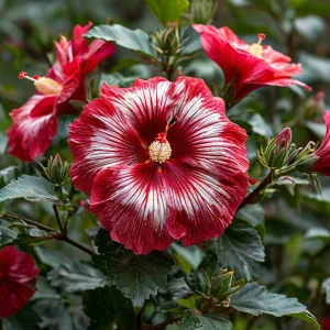 Гибискус Пурпл Мистик купить по цене от 360р. в интернет-магазине «Посадика» с доставкой почтой в в Куртамыше и по всей России – [изображение №1].