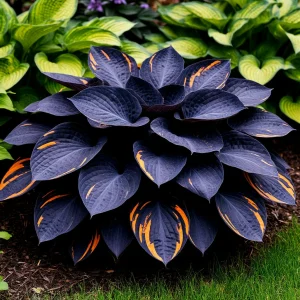 Хоста Умбра купить по цене от 349р. в интернет-магазине «Посадика» с доставкой почтой в в Куртамыше и по всей России – [изображение №1].