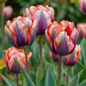 Тюльпан Эбисан Грэйс купить по цене от 217р. в интернет-магазине «Посадика» с доставкой почтой в в Куртамыше и по всей России – [изображение №1].