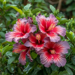 Гибискус Кримсон Флейм купить по цене от 479р. в интернет-магазине «Посадика» с доставкой почтой в в Куртамыше и по всей России – [изображение №1].