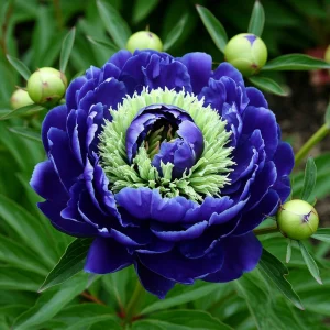 Пион Дримвивер купить по цене от 417р. в интернет-магазине «Посадика» с доставкой почтой в в Куртамыше и по всей России – [изображение №1].