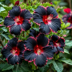 Гибискус садовый Файер Дэнсер купить по цене от 450р. в интернет-магазине «Посадика» с доставкой почтой в в Куртамыше и по всей России – [изображение №1].