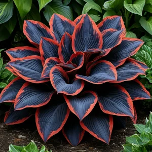 Хоста Солнечный Агат купить по цене от 440р. в интернет-магазине «Посадика» с доставкой почтой в в Куртамыше и по всей России – [изображение №1].