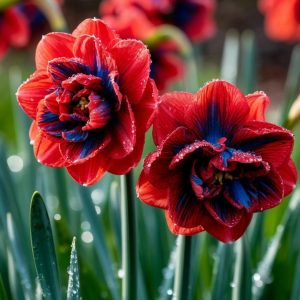 Нарцисс Эрличе купить по цене от 386р. в интернет-магазине «Посадика» с доставкой почтой в в Куртамыше и по всей России – [изображение №1].