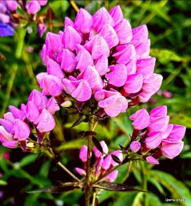 Флокс Бутоник купить по цене от 461р. в интернет-магазине «Посадика» с доставкой почтой в в Куртамыше и по всей России – [изображение №1].