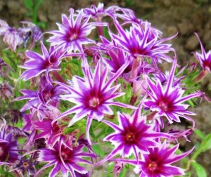 Флокс Звездное Кружево купить по цене от 361р. в интернет-магазине «Посадика» с доставкой почтой в в Куртамыше и по всей России – [изображение №1].