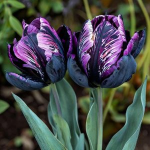 Тюльпан Блэк Каньон купить по цене от 305р. в интернет-магазине «Посадика» с доставкой почтой в в Куртамыше и по всей России – [изображение №1].