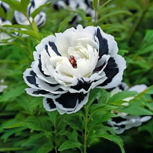 Пион Монохромный Шик купить по цене от 429р. в интернет-магазине «Посадика» с доставкой почтой в в Куртамыше и по всей России – [изображение №1].