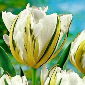 Тюльпан Экзотик Пуруссима купить по цене от 305р. в интернет-магазине «Посадика» с доставкой почтой в в Куртамыше и по всей России – [изображение №1].