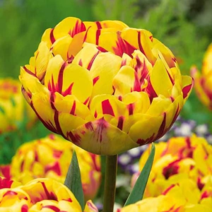 Тюльпан махровый Голден Ницц купить по цене от 361р. в интернет-магазине «Посадика» с доставкой почтой в в Куртамыше и по всей России – [изображение №1].