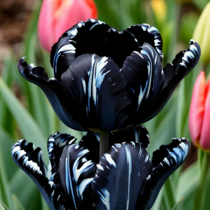 Тюльпан Шелк Нуар купить по цене от 219р. в интернет-магазине «Посадика» с доставкой почтой в в Куртамыше и по всей России – [изображение №1].